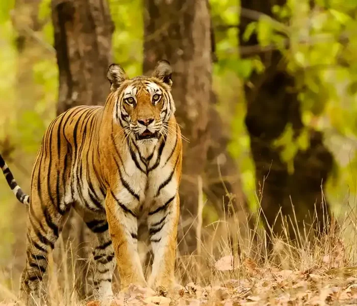 Safari in Mudumalai Tiger Reserve Nilgiri Biosphere Big-Game Drive