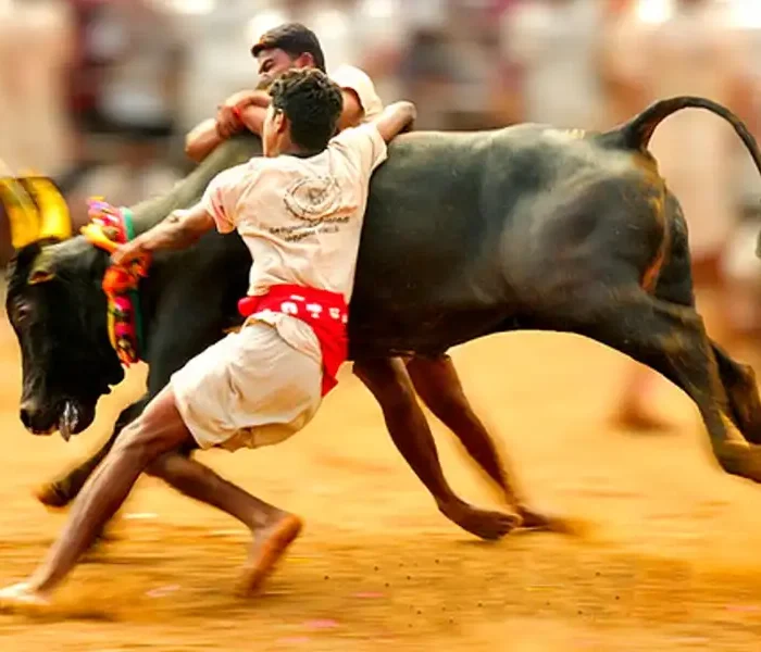 Jallikattu Traditional Bull-Taming Festival of Tamil Nadu
