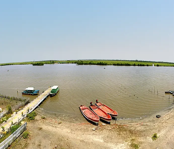 Pichavaram Mangrove Forest Backwaters & Green Canopy Tunnels