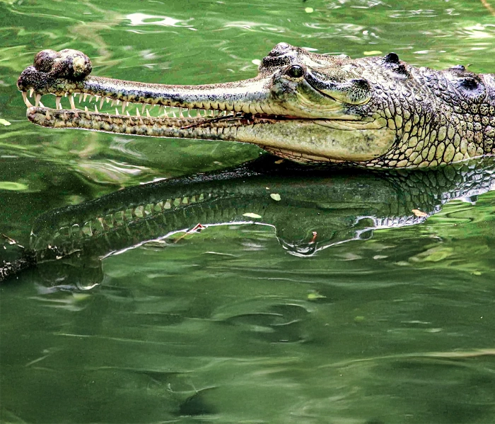Madras Crocodile Bank Trust & Centre for Herpetology India’s Flagship Reptile Conservation Park