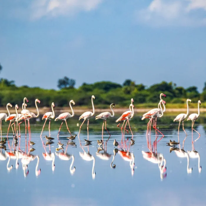 Pulicat Lake Flamingos on a Brackish Lagoon (Pazhaverkadu)